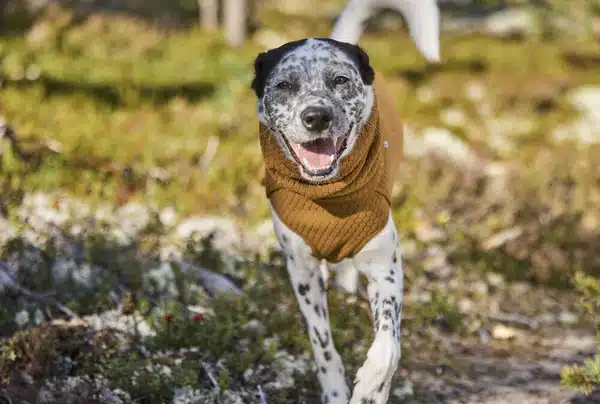 Abrigo Hurtta Midlayer Warming Eco - Imagen 6